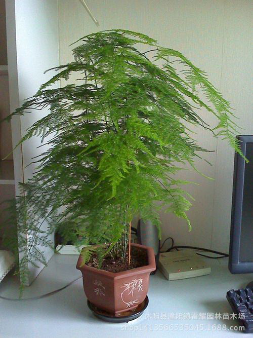 秋海棠怎么繁殖方法和注意事项