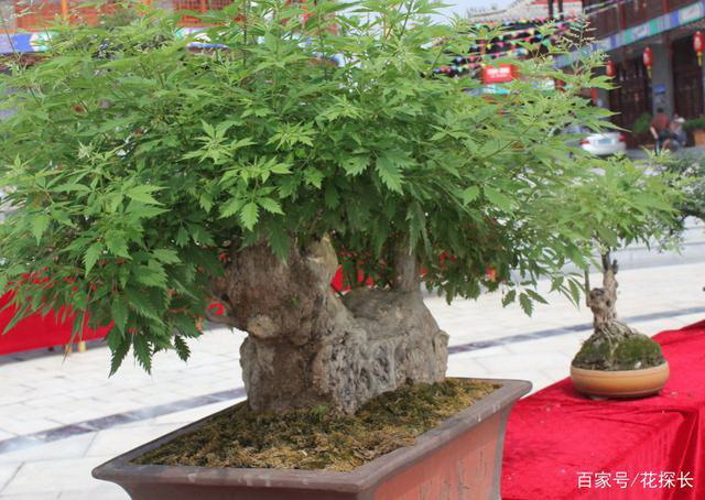 玫瑰种植全攻略（从时间到方法）