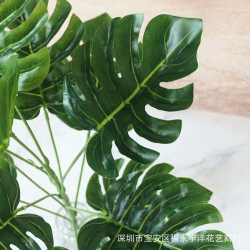白掌多久浇一次水比较好 需要每天浇水吗