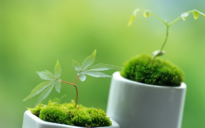海棠花几月份开花（观赏海棠花花期简介）