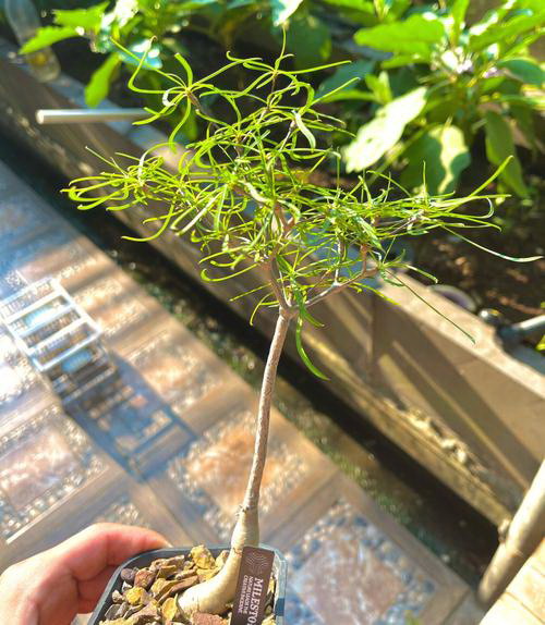 蘑菇棒可以做肥料吗