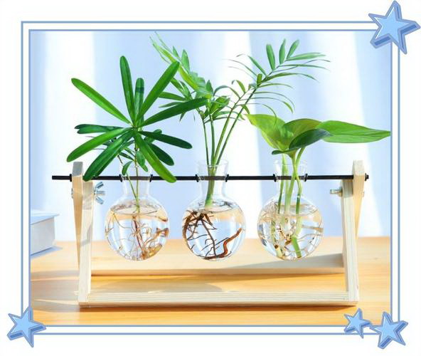 长寿花怎么养才能开花不断