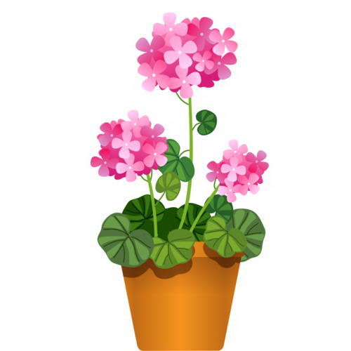 兰花种植全攻略（种植、养护、繁殖一网打尽）
