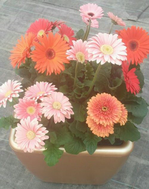 百合种子种植指南（从选购到管理）