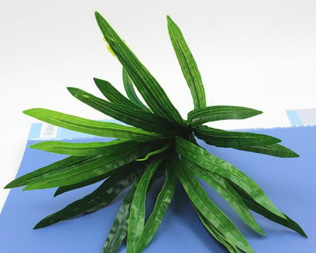 重瓣朱顶红一年开几次花 花期多长时间