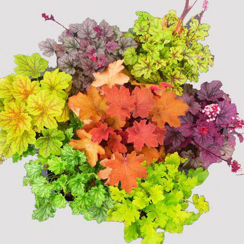 蓝目菊室内种植指南（光照、温度、水分和养护等要点详解）
