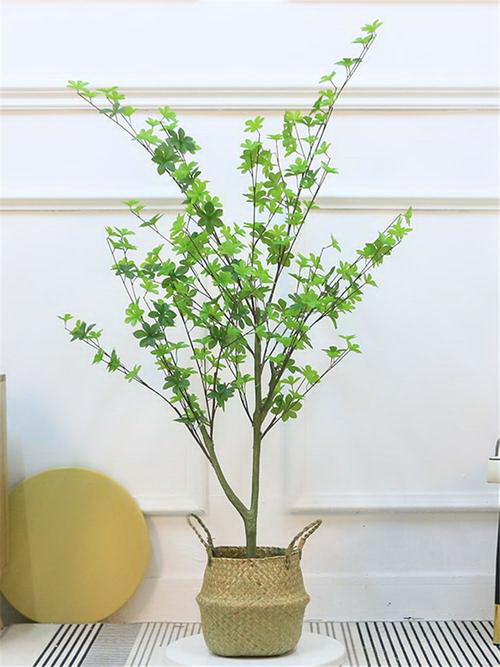 牡丹花不开花怎么办？