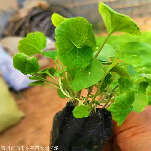 富贵花怎么养殖才能更旺盛