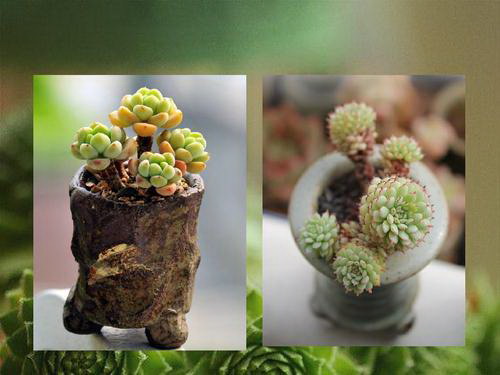 玫瑰花浇水量的控制方法是什么？