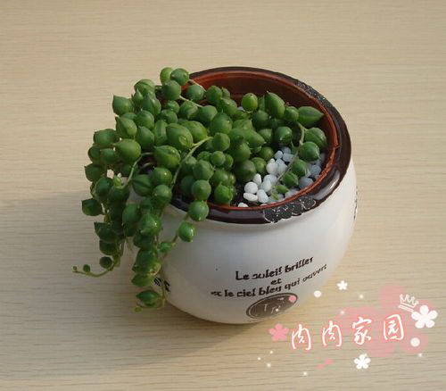 贯众属于裸子植物吗？贯众的分类特征是什么？