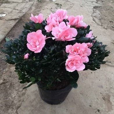 阳台圣女果种植的全攻略（如何在阳台上成功种植圣女果，照顾好自己的小果园？）