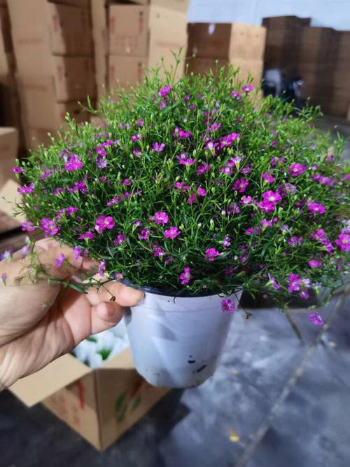 如何传播凤仙花种子？（掌握这些方法让凤仙花自由繁衍）