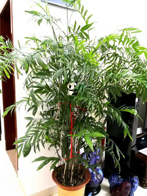 满天星怎么种？种植满天星需要注意哪些事项？