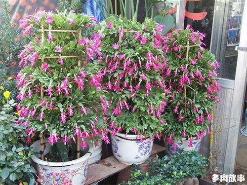 狗爪豆什么季节种植合适