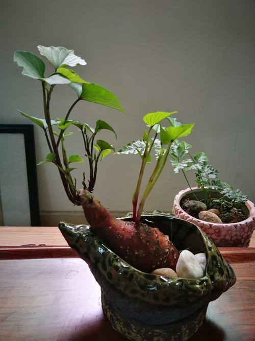 仙人掌怎么养叶片肥厚宽大