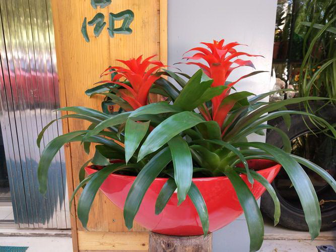 如何正确地养护百合花（冬天养护百合花的注意事项）