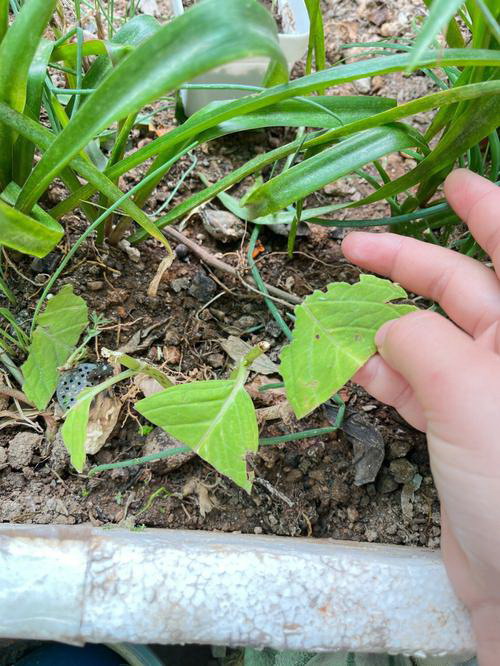 雏菊和洋甘菊的区别图片