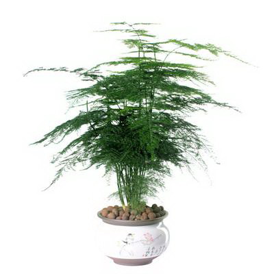 长寿花盆栽怎么养殖