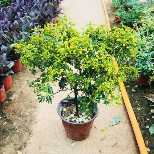 毛巾挂钩植物架的正确使用方法是什么？如何安装植物架？