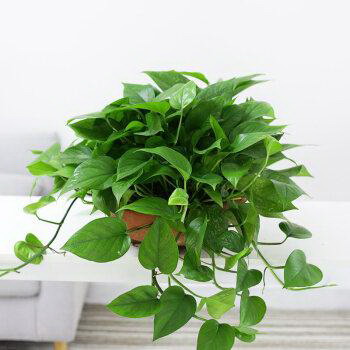       植物浇水的最佳时间是什么时候？多久浇一次水合适？