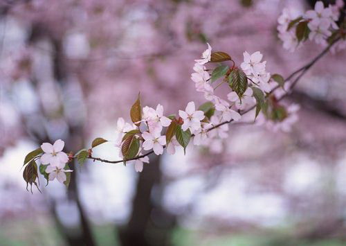 三角梅怎么养护侧芽多