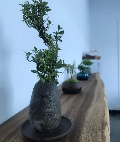 如何让仙人指爆盆？（一位植物爱好者的分享）