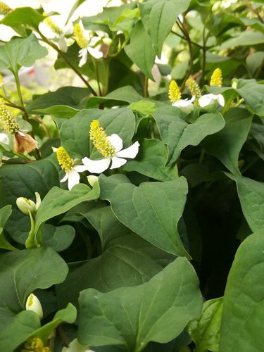 大寒适合种什么菜