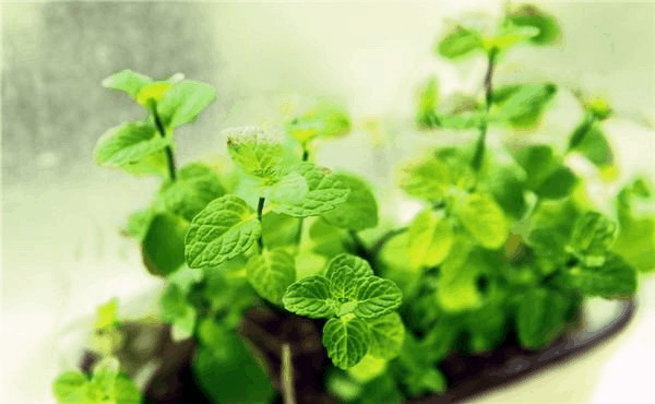探秘景天科植物的多样性（揭开景天科植物丰富品种的神秘面纱）