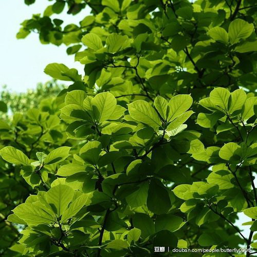 蝴蝶兰花后如何处理