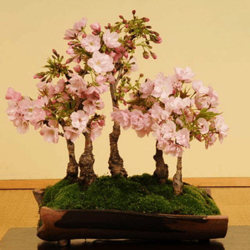 长寿花什么时候扦插（扦插长寿花的时间）