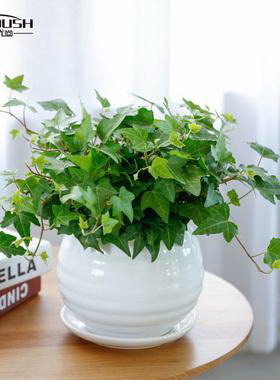 君子兰可以用大鱼缸种植吗？