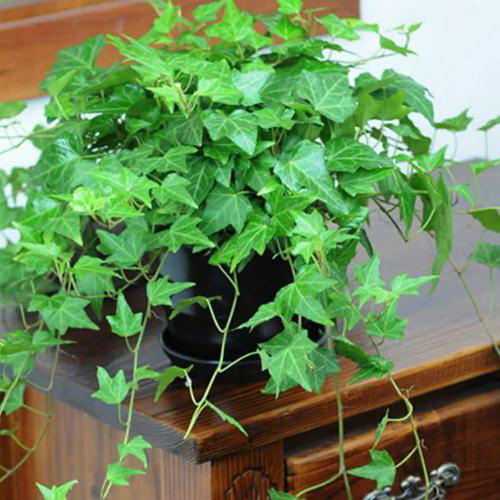 莴苣什么季节种植合适