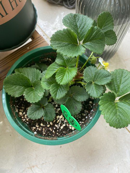 凌霄花生长速度快慢 一年能长多少