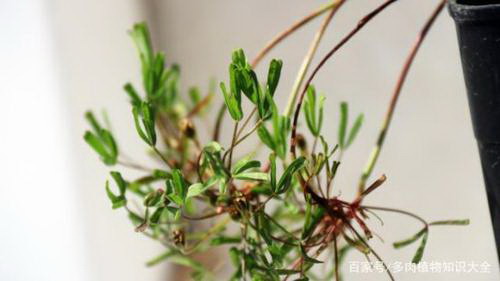木香花怎么养护最好