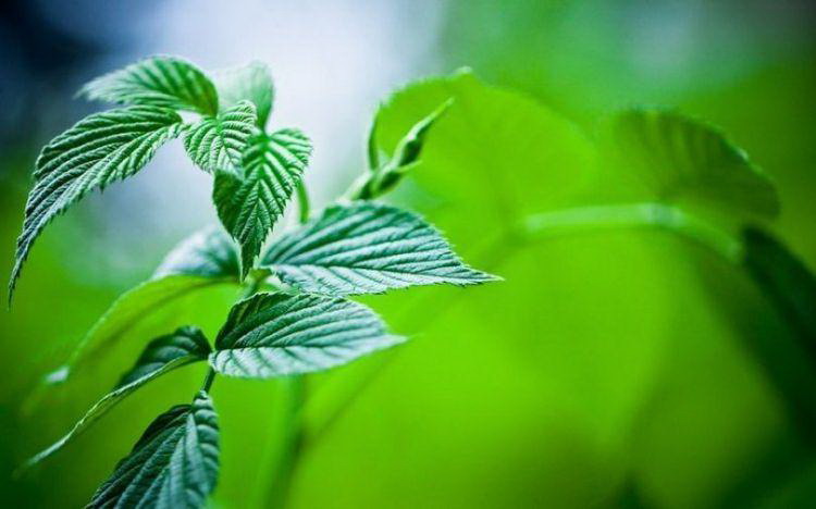 富贵子浇水方法有哪些？如何正确为富贵子浇水？