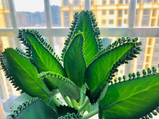 绿叶蔬菜有哪些 绿色叶菜类蔬菜图片及名称大全