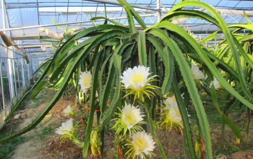 广西适合种植莲雾吗？种植莲雾的条件是什么？