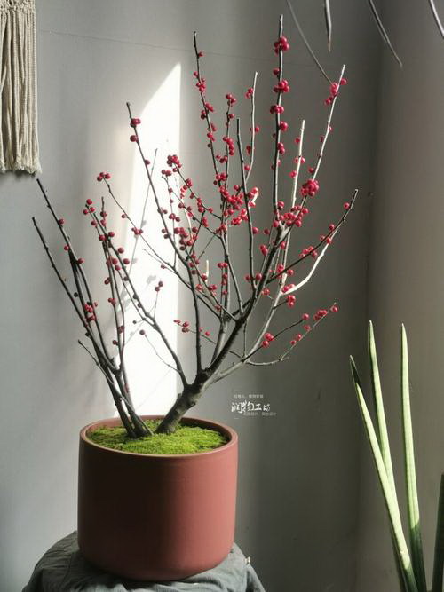 冰莓配土方法与种植土壤