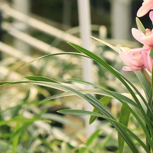 板蓝根种植全攻略（种植时间）