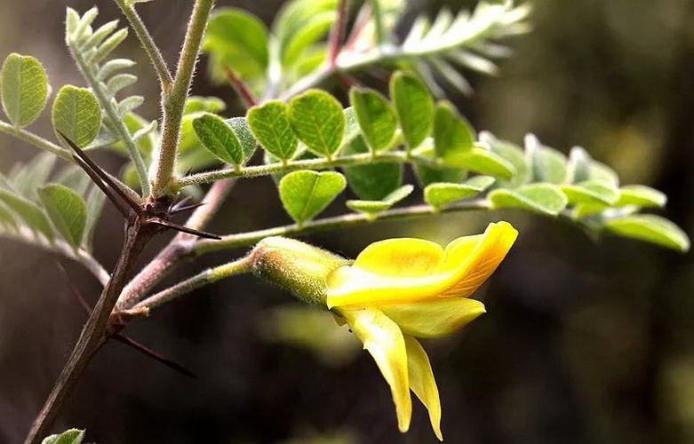 文心兰开完花后的养护方法（如何让文心兰再次开花）