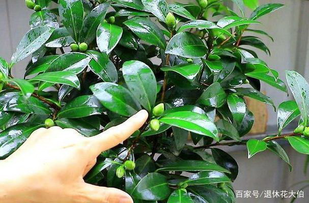 洛神花怎么留种子 种子播种时间与方法