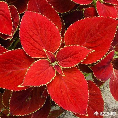 初夏如何给兰花追肥避免烧根