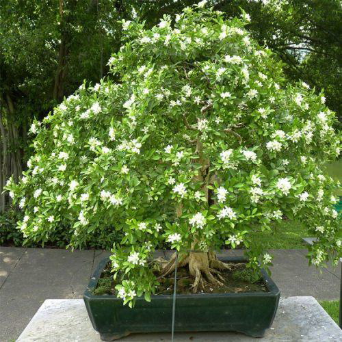 盆栽果树的栽培秘籍（室内美景，自家果实，果树种植需要注意什么？）