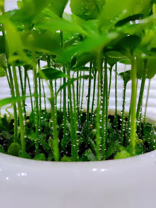 草莓水浇多了怎么办