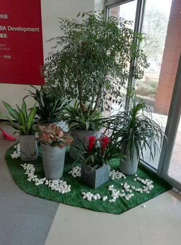 十大网红绿植 今年最流行最受欢迎的绿植排行