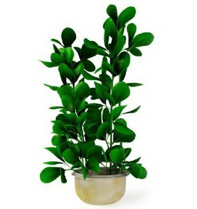 风信子是多年生还是年生植物？种植风信子的常见问题解答