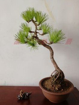 百合花肥制作与使用方法