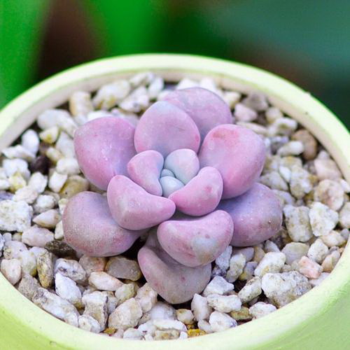 属鼠适合养什么花