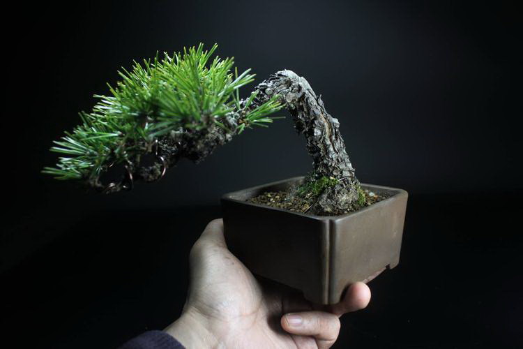 草菇的生长周期是多长时间