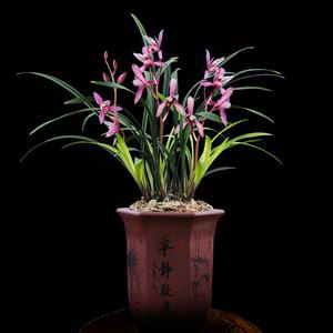 水仙花的常见虫害（了解水仙花的虫害防治，让花儿健康美丽）